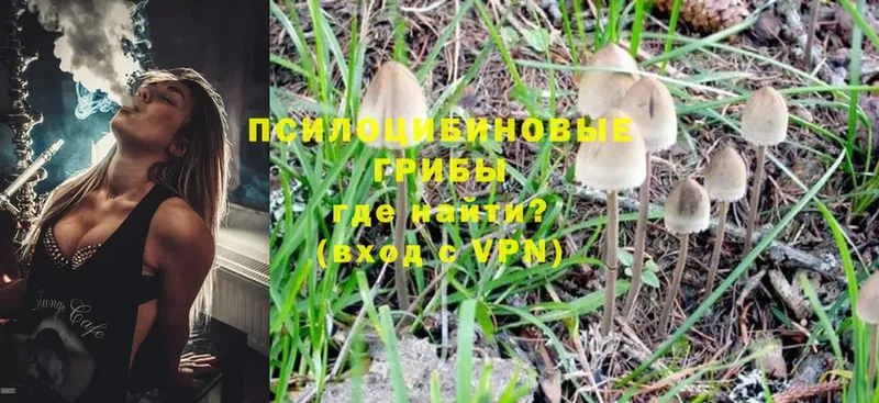 хочу наркоту  Агидель  Галлюциногенные грибы Psilocybe 